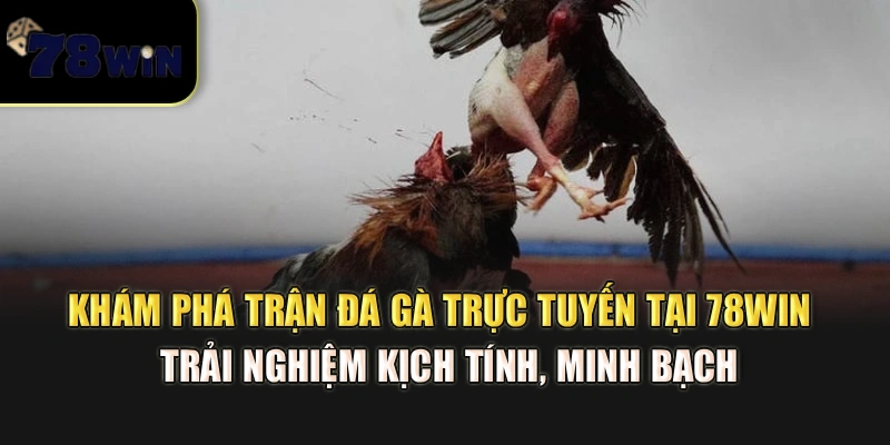 Khám phá trận đá gà trực tuyến tại 78Win – Trải nghiệm kịch tính, minh bạch