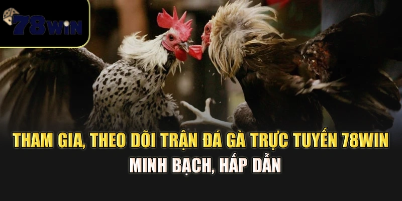 Tham gia, theo dõi trận đá gà trực tuyến 78Win – Minh bạch, hấp dẫn